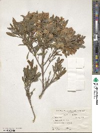 Dodonaea viscosa subsp. viscosa image