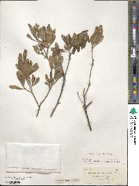 Dodonaea viscosa image