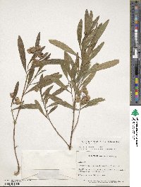 Dodonaea viscosa subsp. angustifolia image