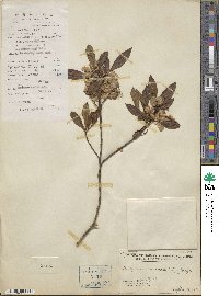 Dodonaea viscosa image