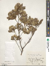 Dodonaea viscosa subsp. angustifolia image