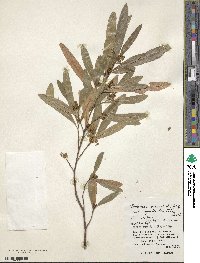 Dodonaea viscosa subsp. angustifolia image