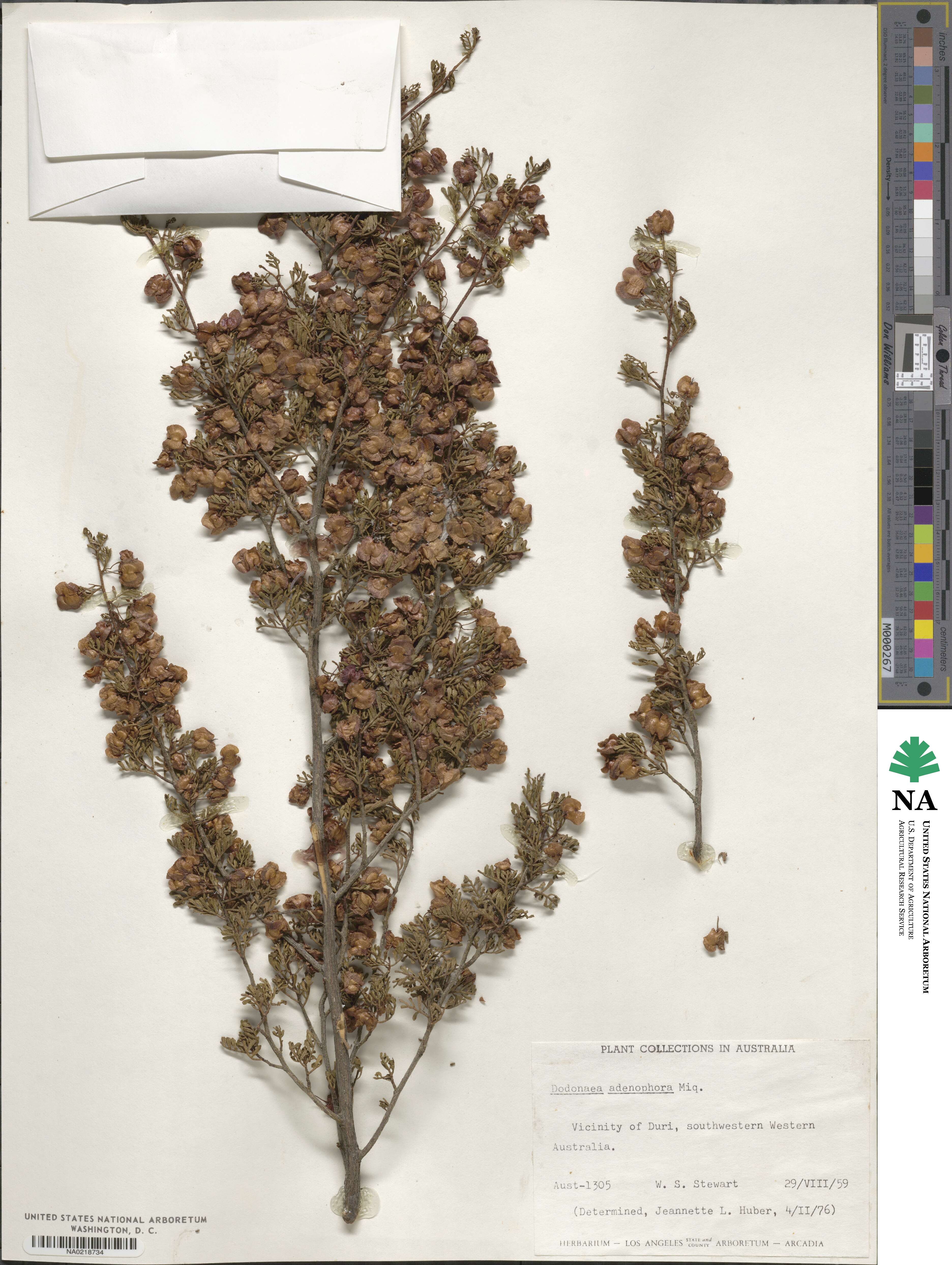 Dodonaea adenophora image