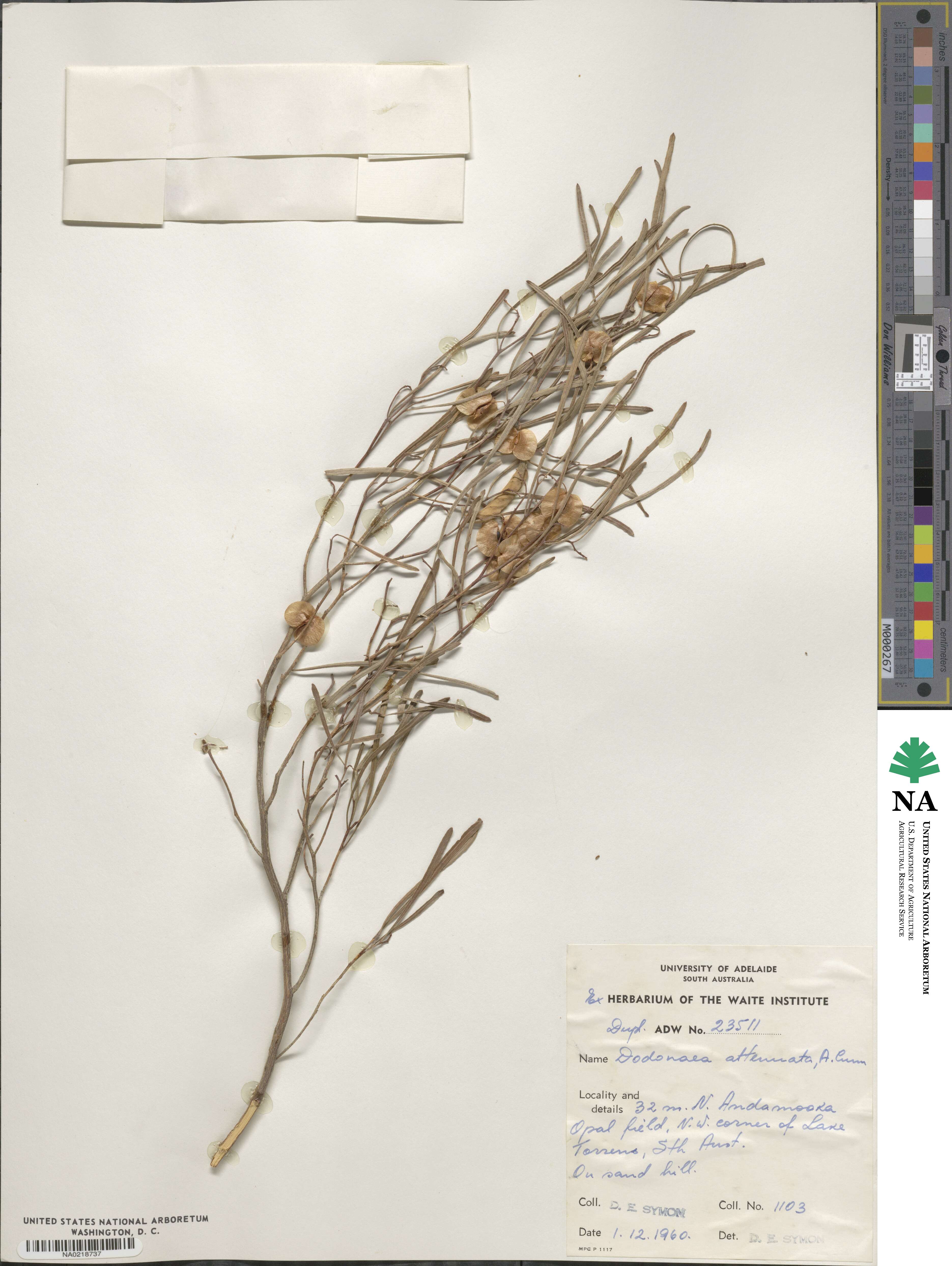 Dodonaea viscosa subsp. angustissima image