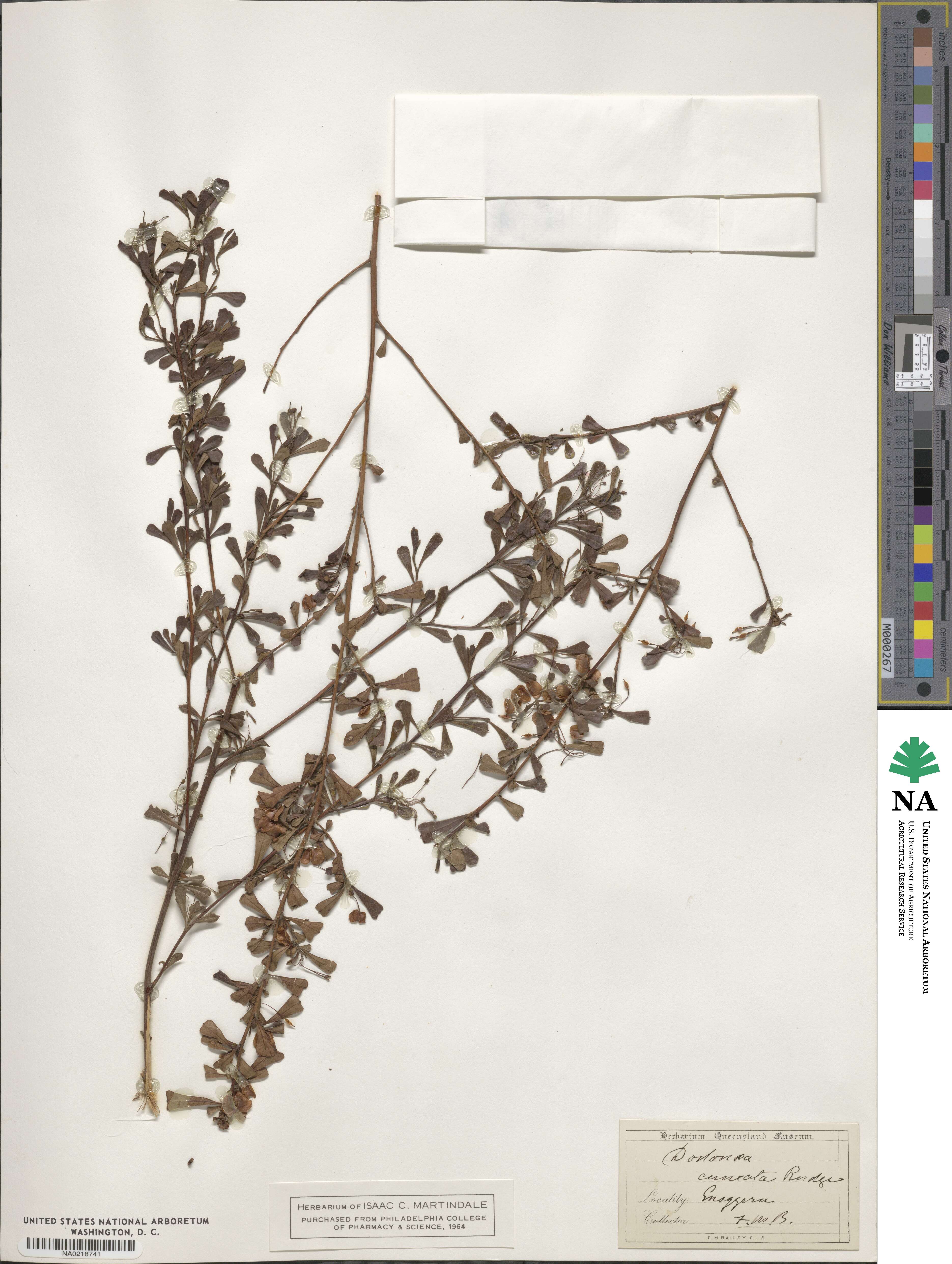 Dodonaea viscosa subsp. cuneata image