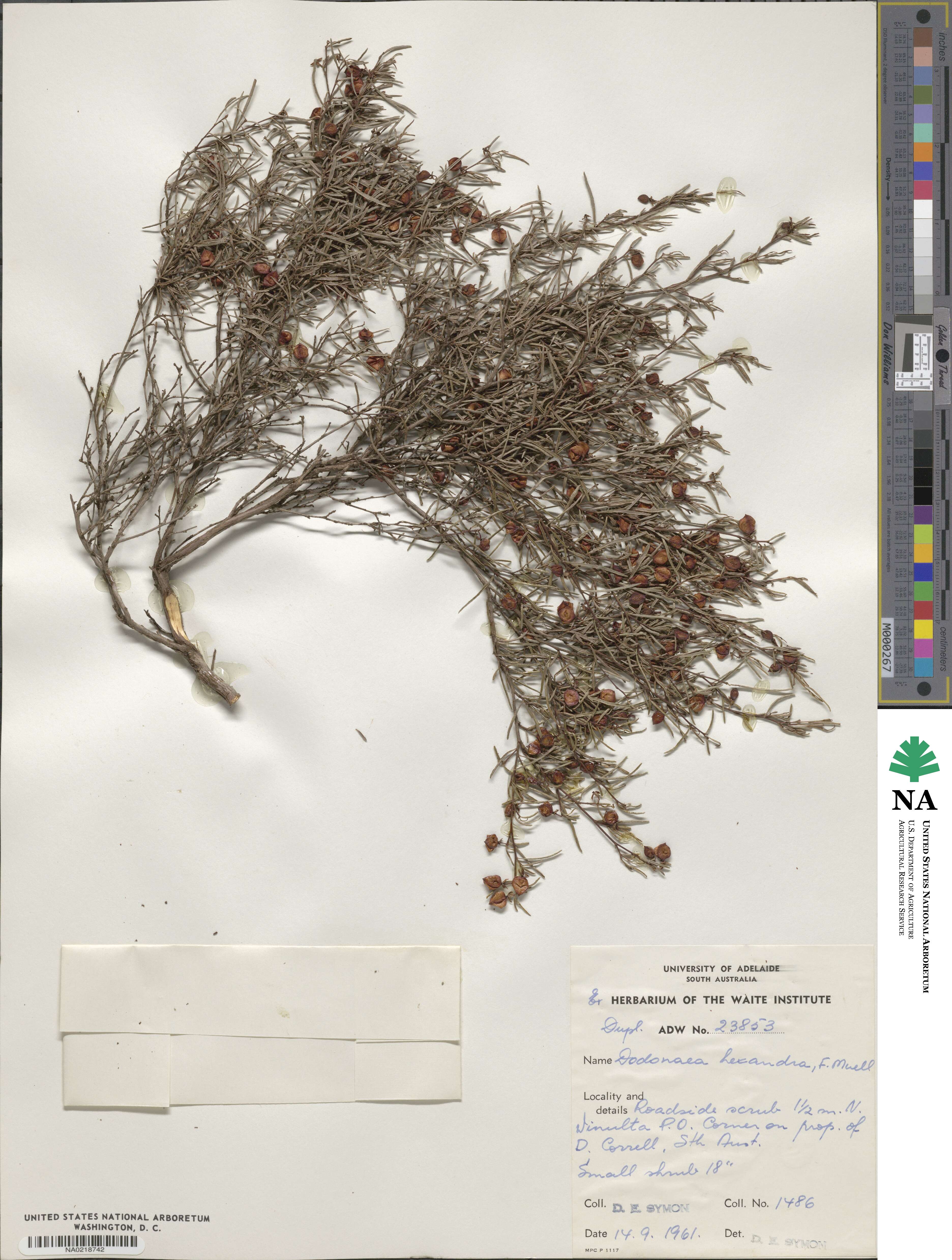 Dodonaea hexandra image