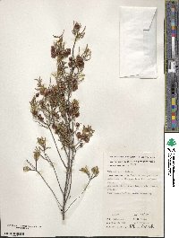 Dodonaea lobulata image