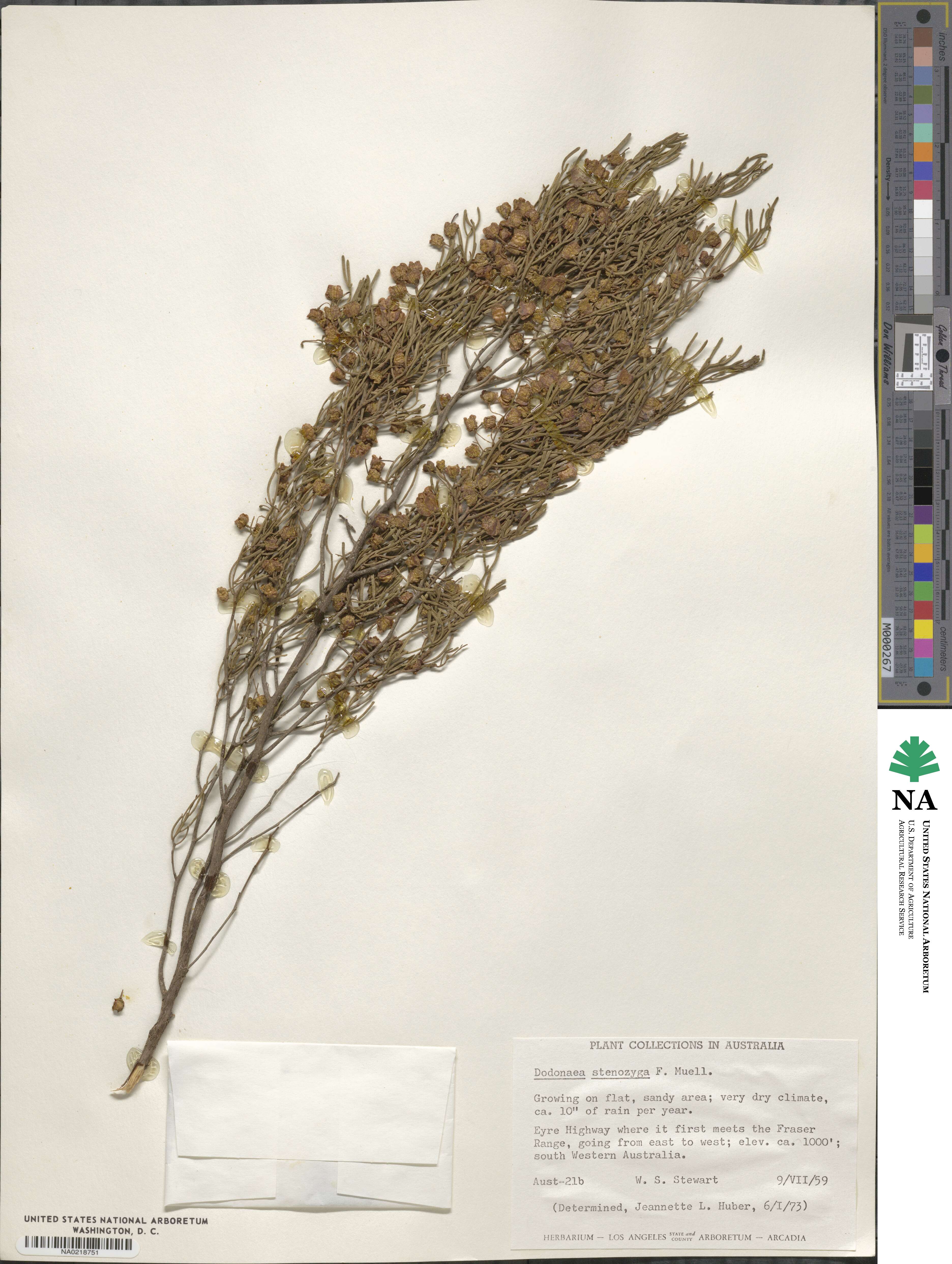 Dodonaea stenozyga image