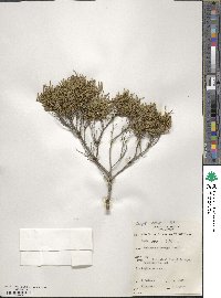 Dodonaea stenozyga image