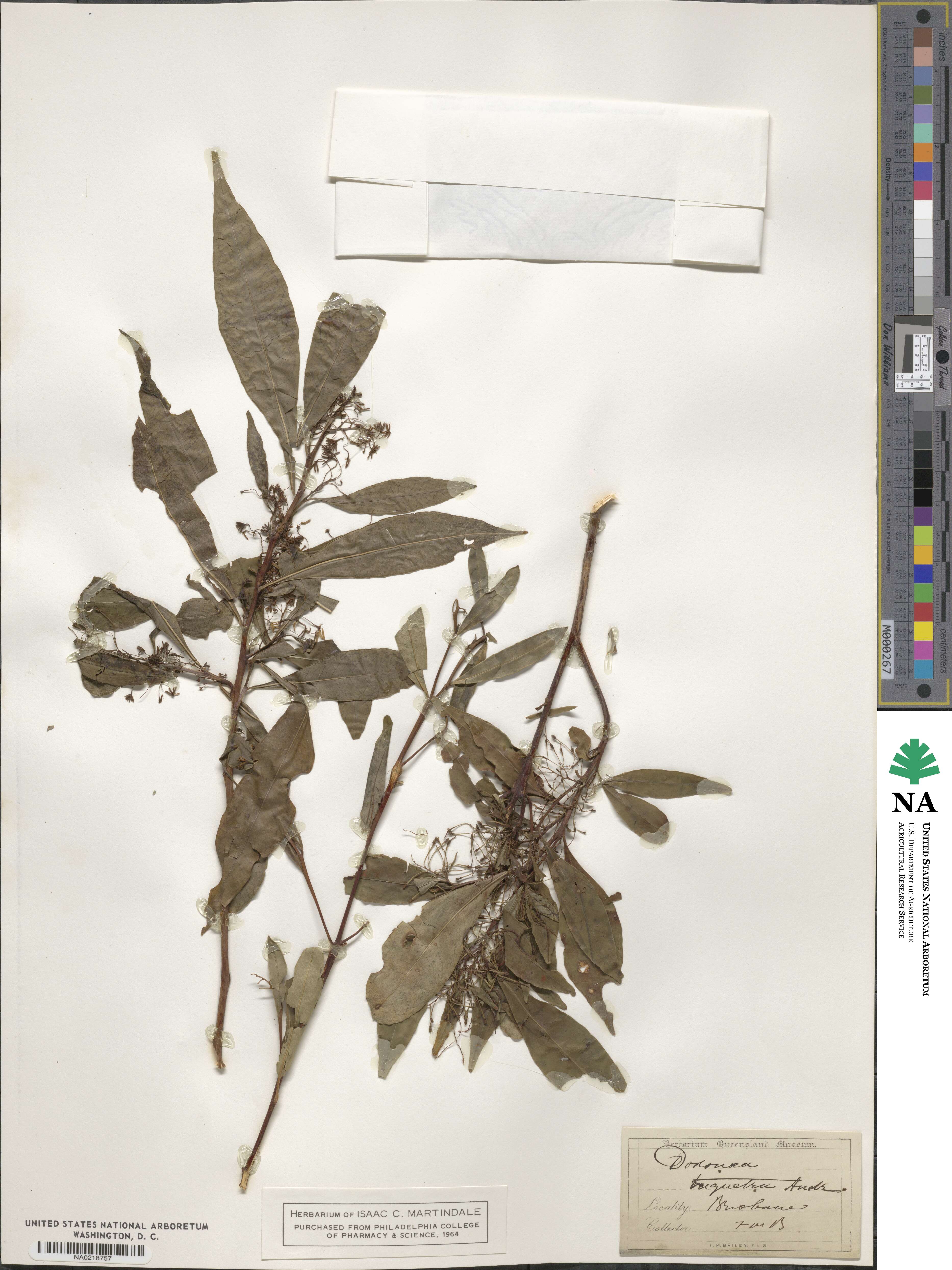 Dodonaea triquetra image