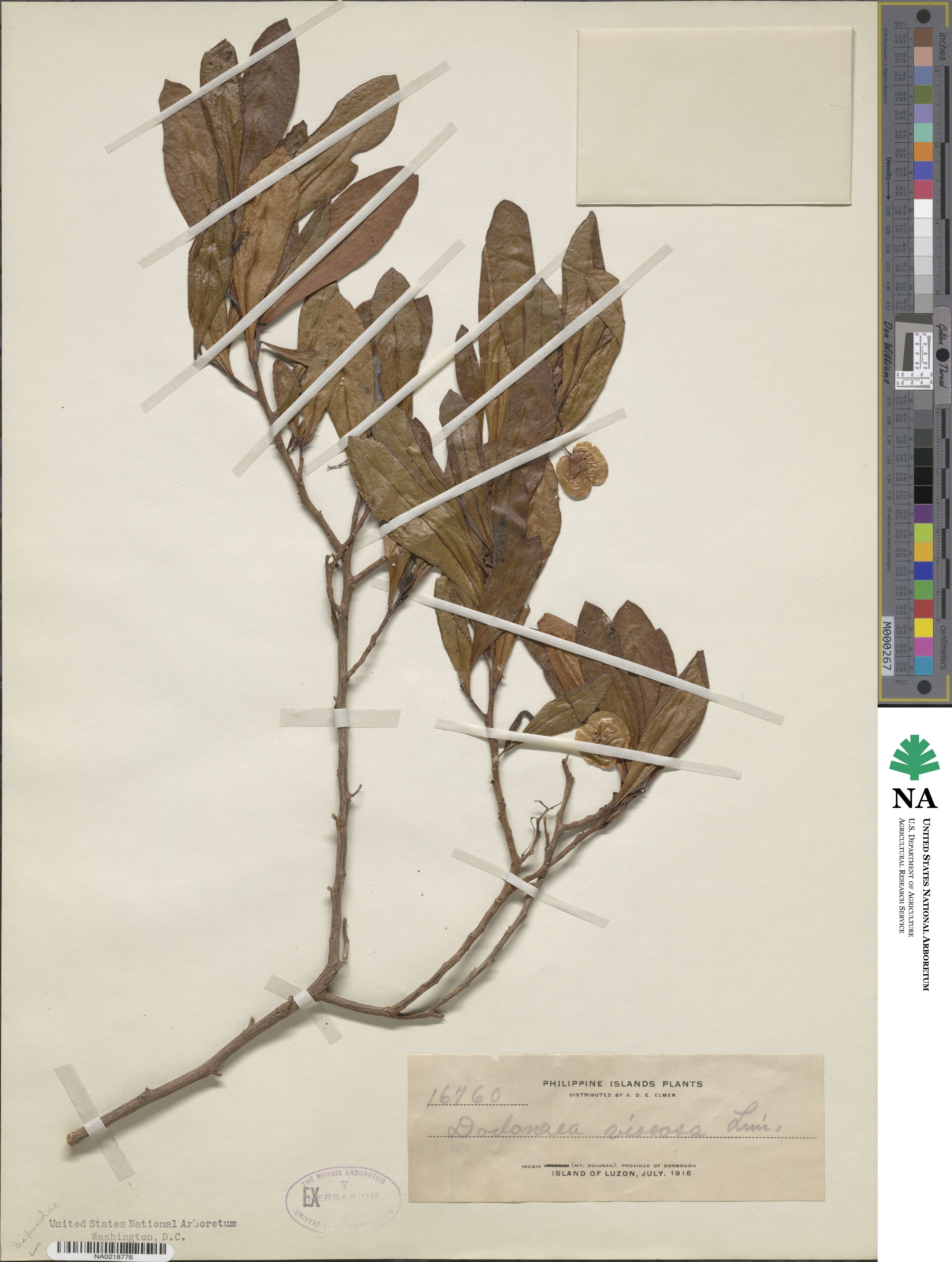 Dodonaea viscosa image