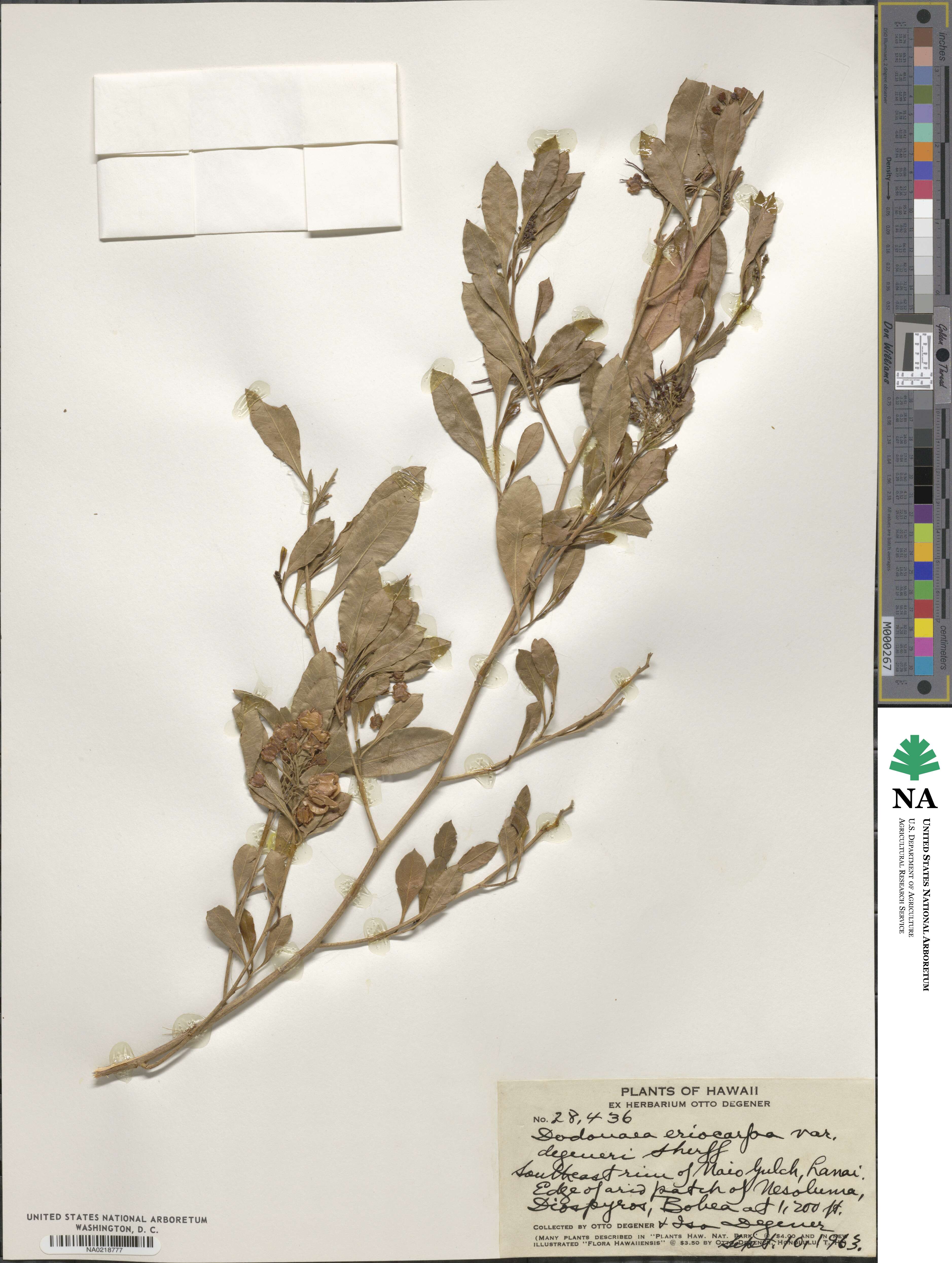 Dodonaea viscosa subsp. viscosa image