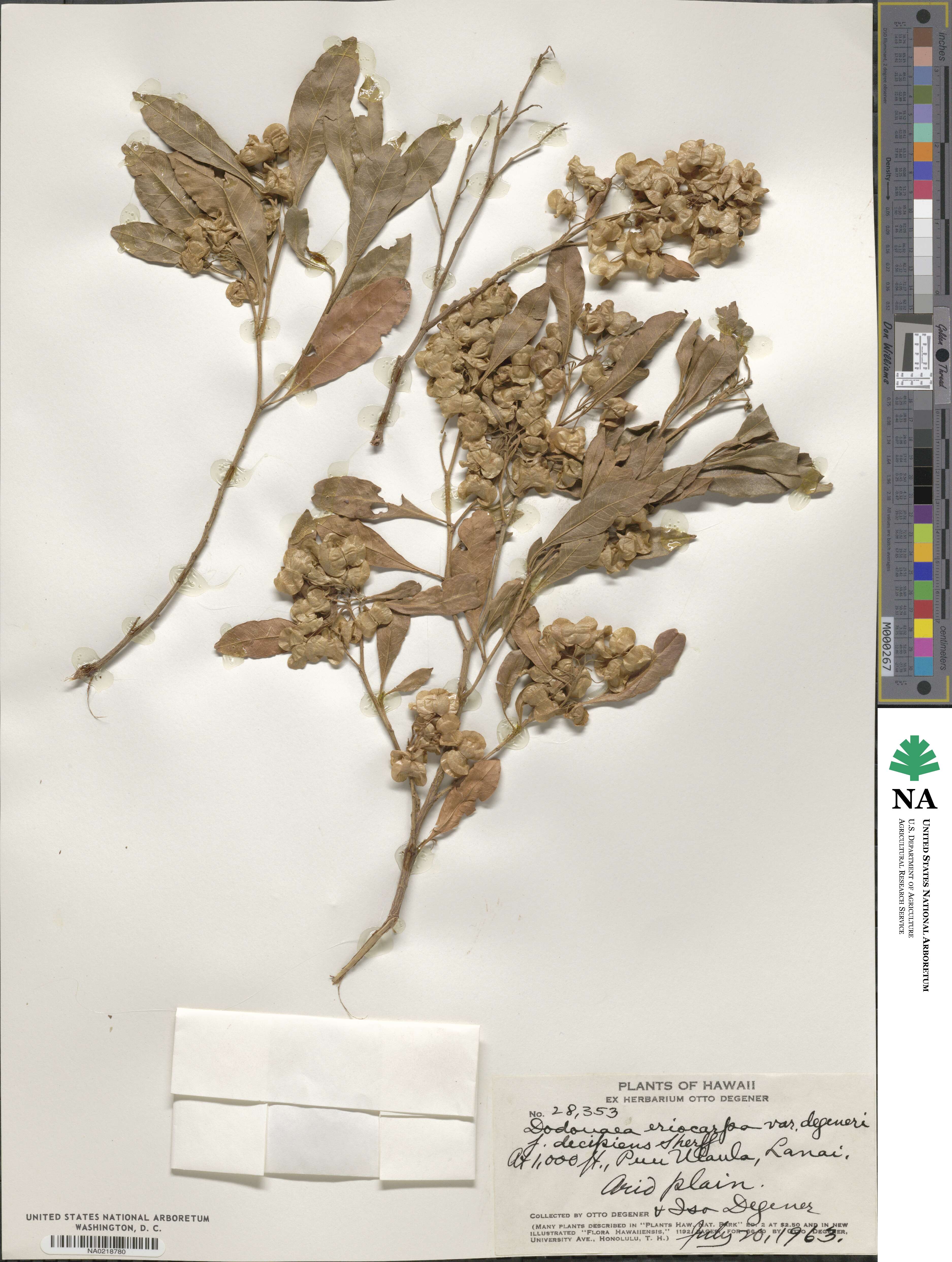 Dodonaea viscosa subsp. viscosa image