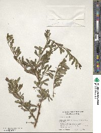 Dodonaea viscosa subsp. cuneata image