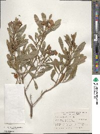 Dodonaea viscosa subsp. viscosa image