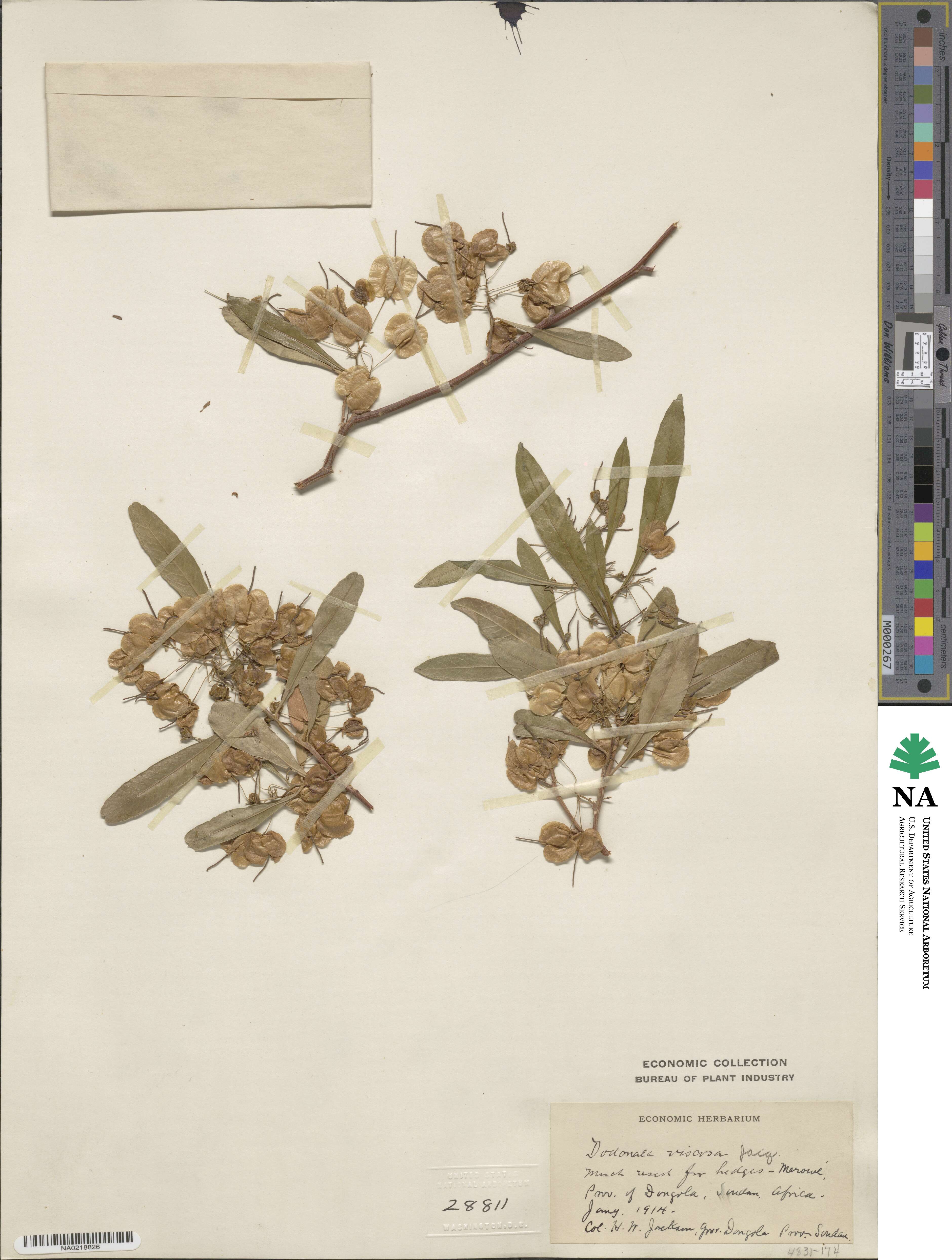 Dodonaea image