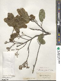 Hypelate trifoliata image