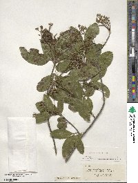 Hypelate trifoliata image