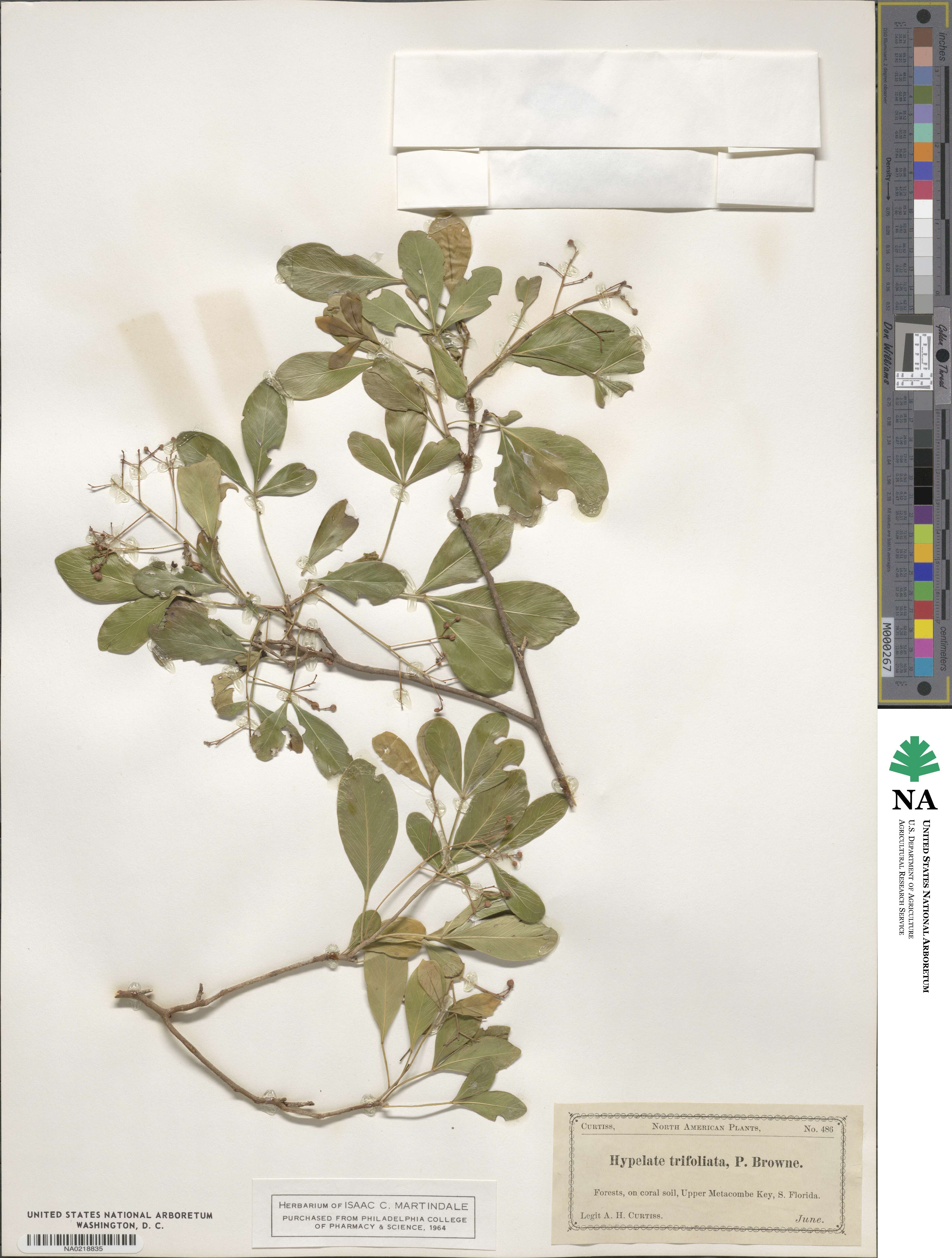 Hypelate trifoliata image