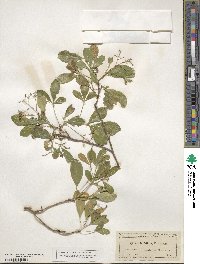 Hypelate trifoliata image