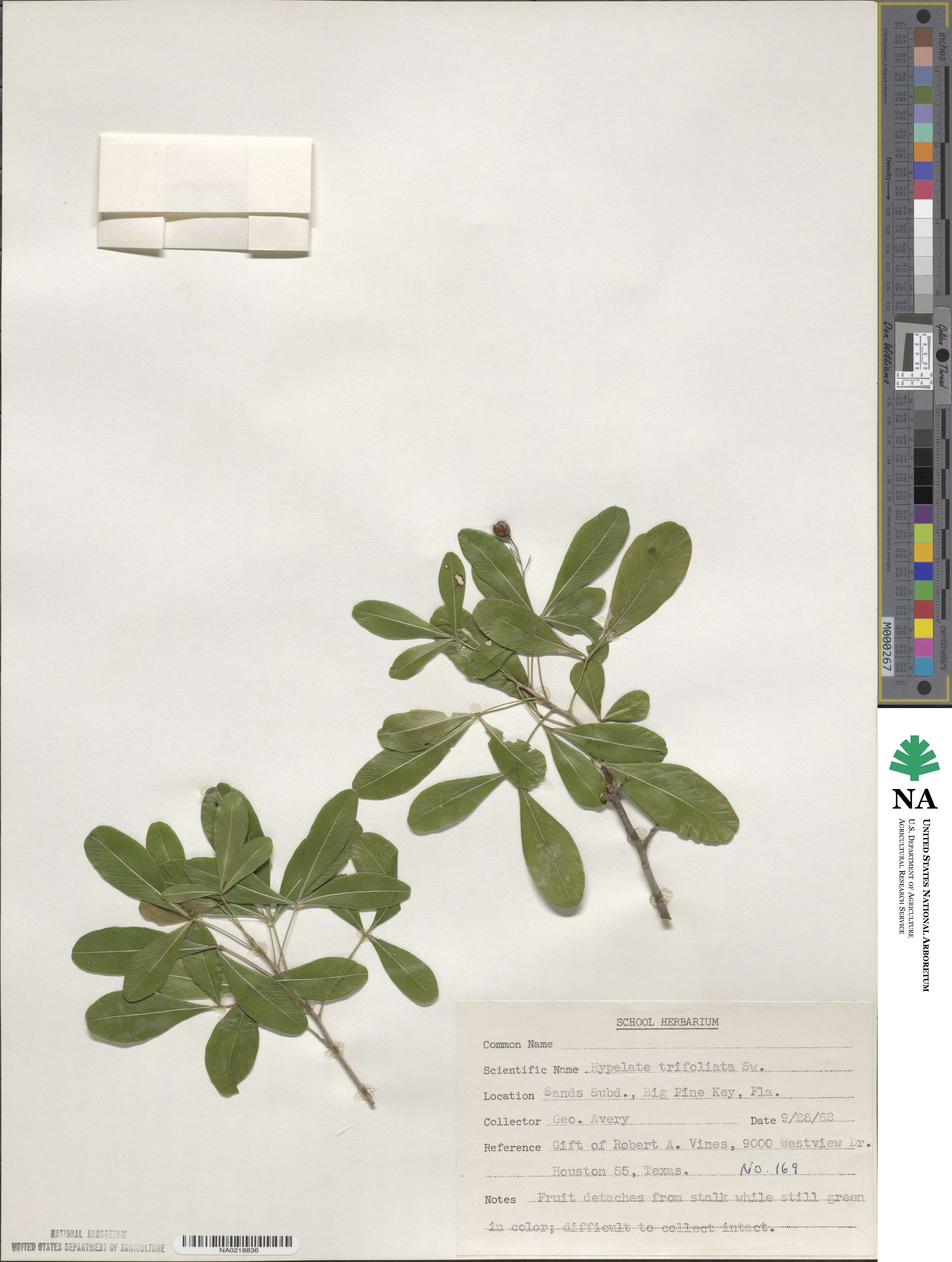 Hypelate image