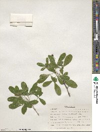 Hypelate trifoliata image