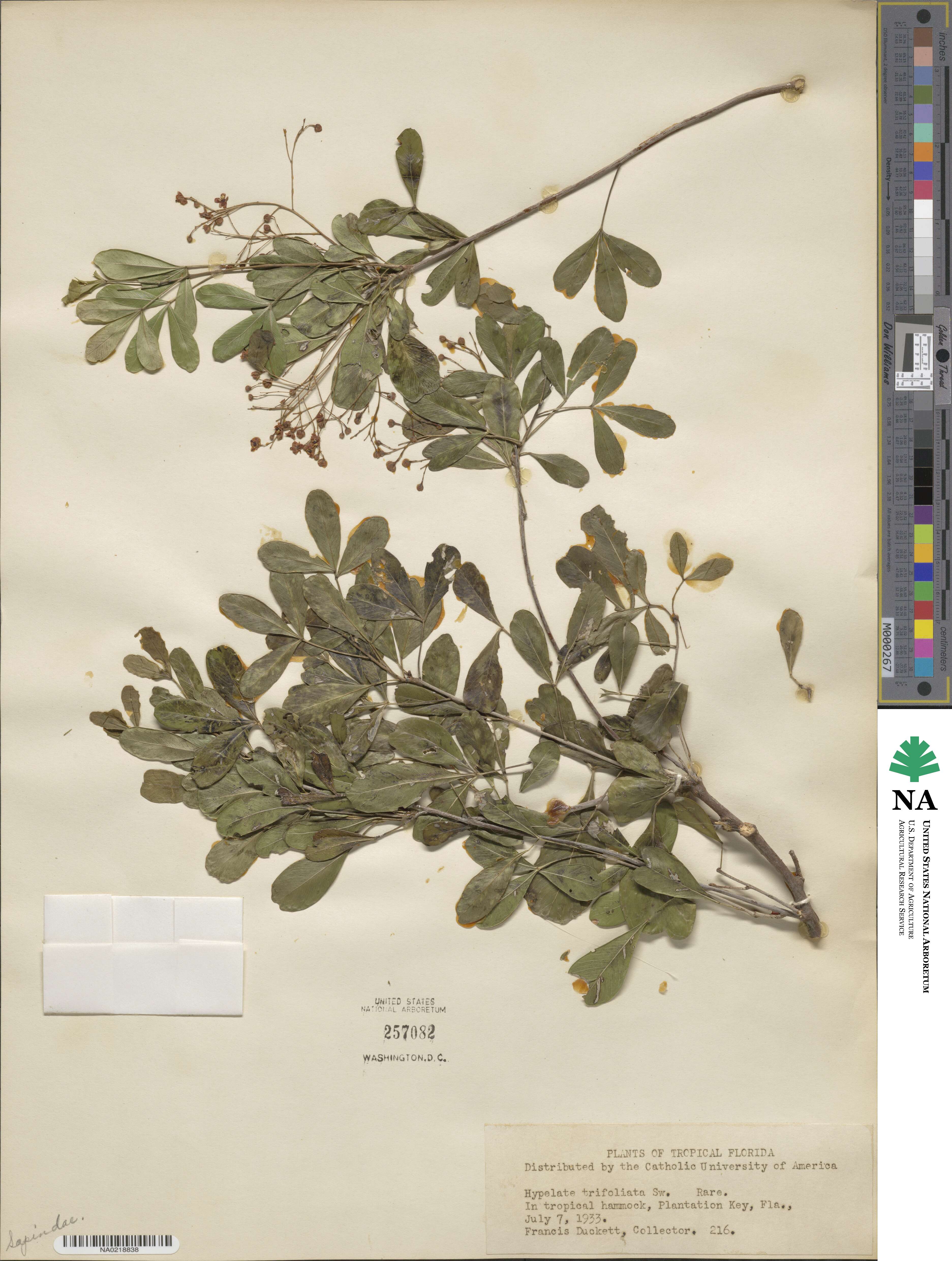 Hypelate trifoliata image