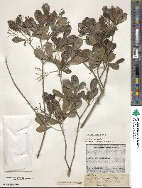 Hypelate trifoliata image