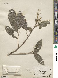 Exothea paniculata image