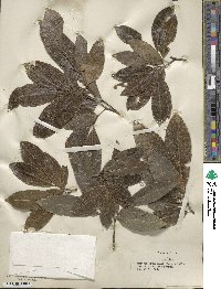 Exothea paniculata image