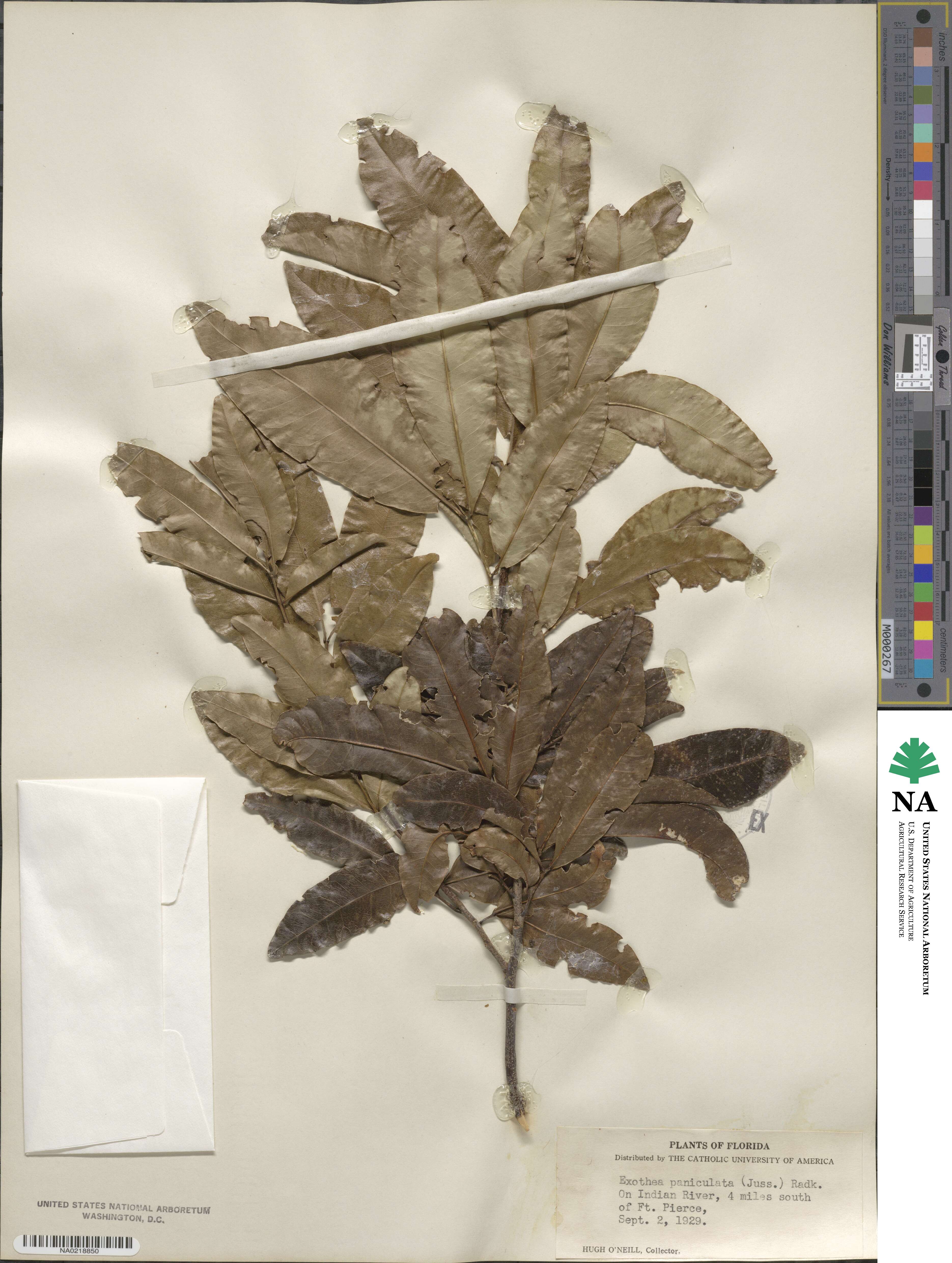 Exothea image