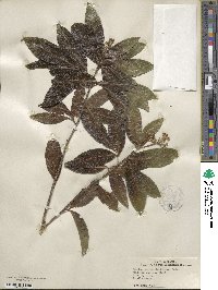 Exothea paniculata image