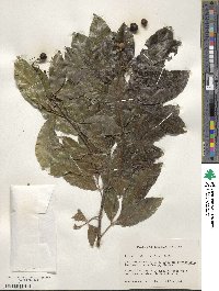 Exothea paniculata image