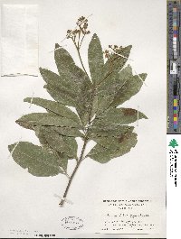 Exothea paniculata image