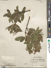 Exothea paniculata image