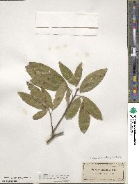 Exothea paniculata image