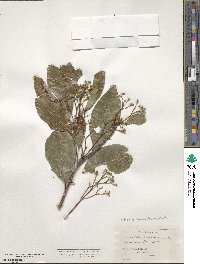 Exothea paniculata image