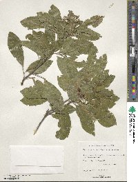 Exothea paniculata image