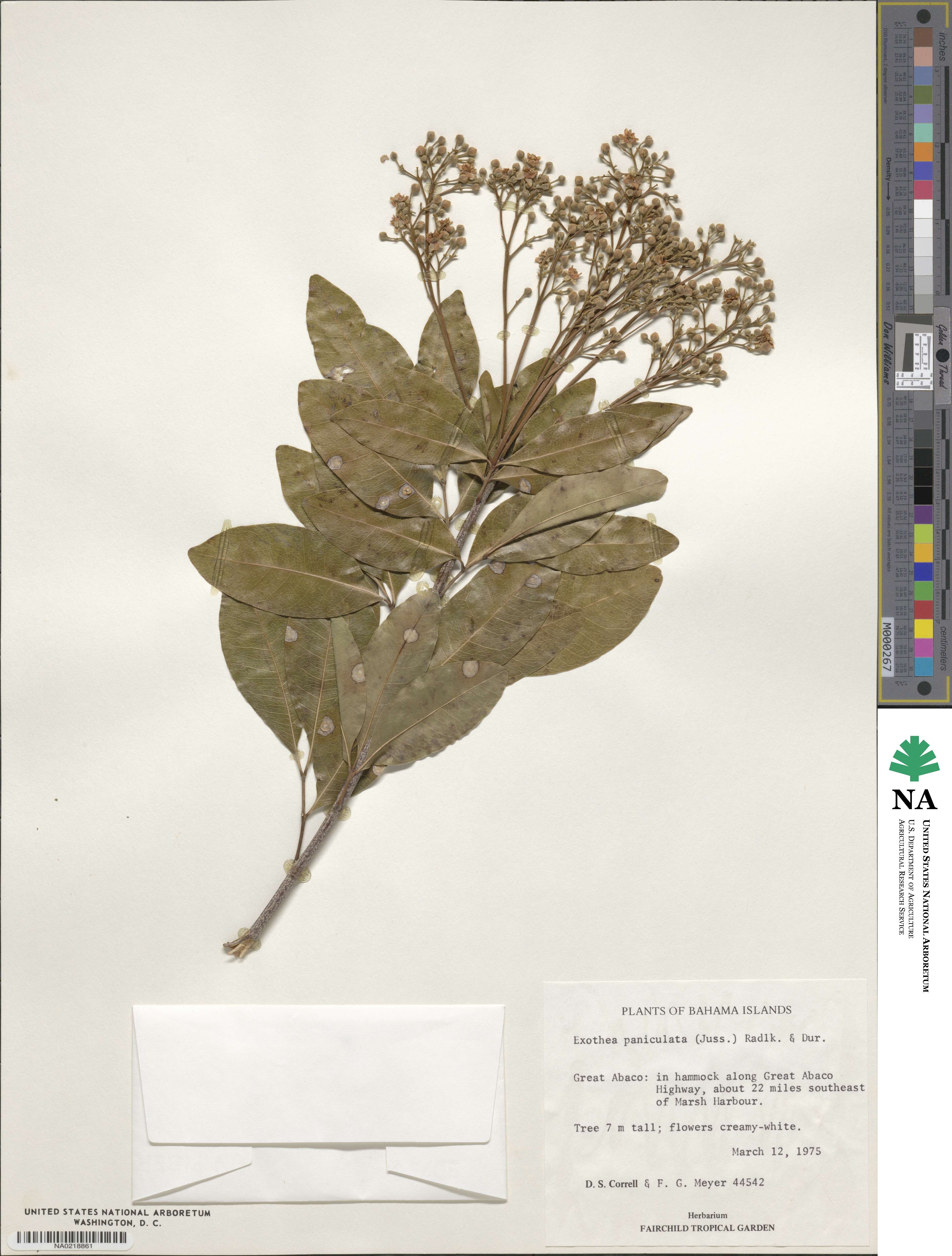 Exothea paniculata image