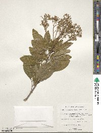 Exothea paniculata image