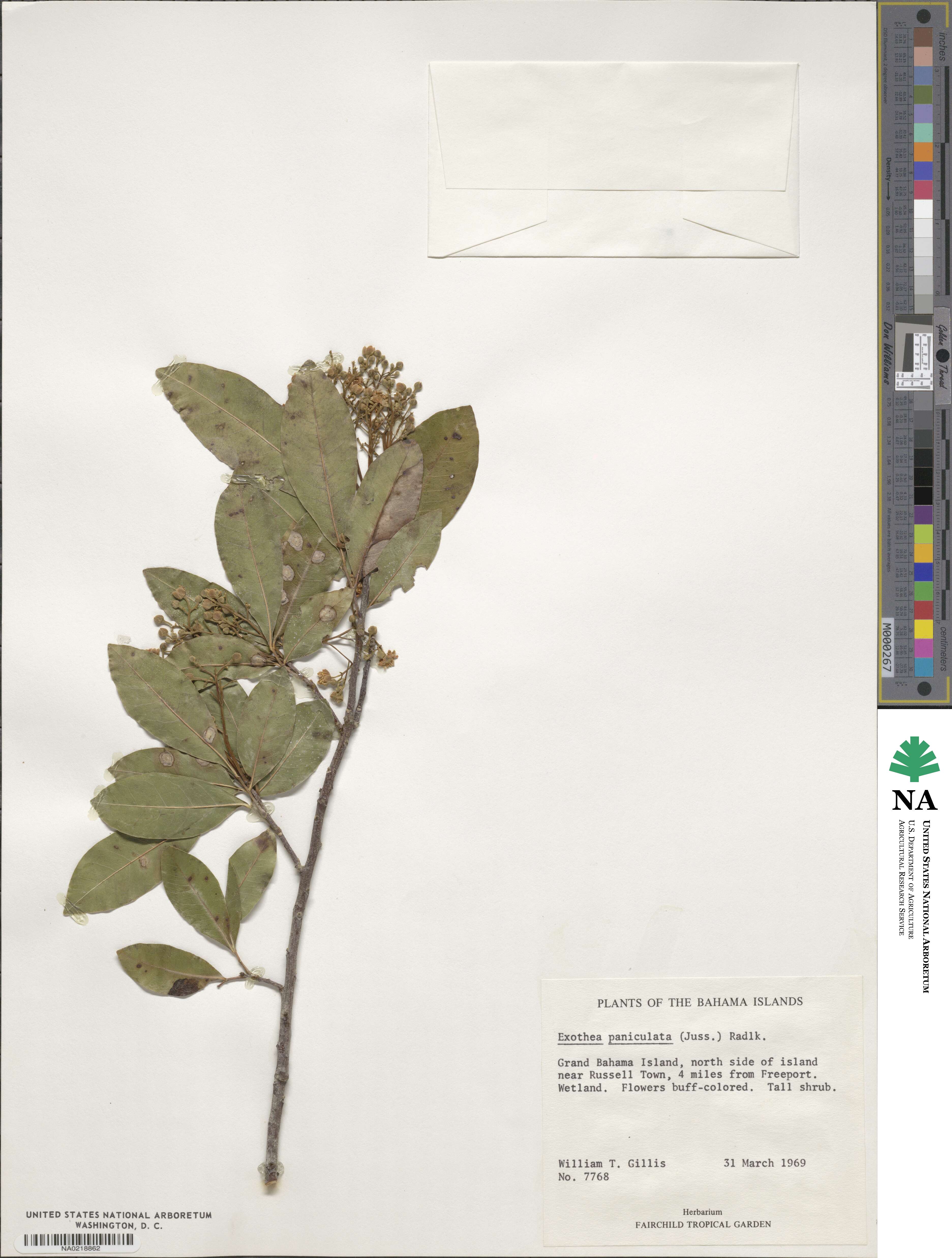 Exothea paniculata image