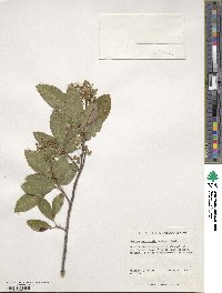 Exothea paniculata image