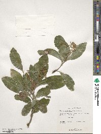 Exothea paniculata image