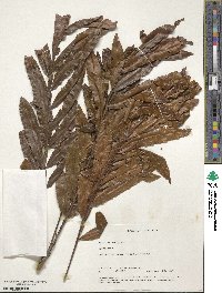 Image of Filicium decipiens