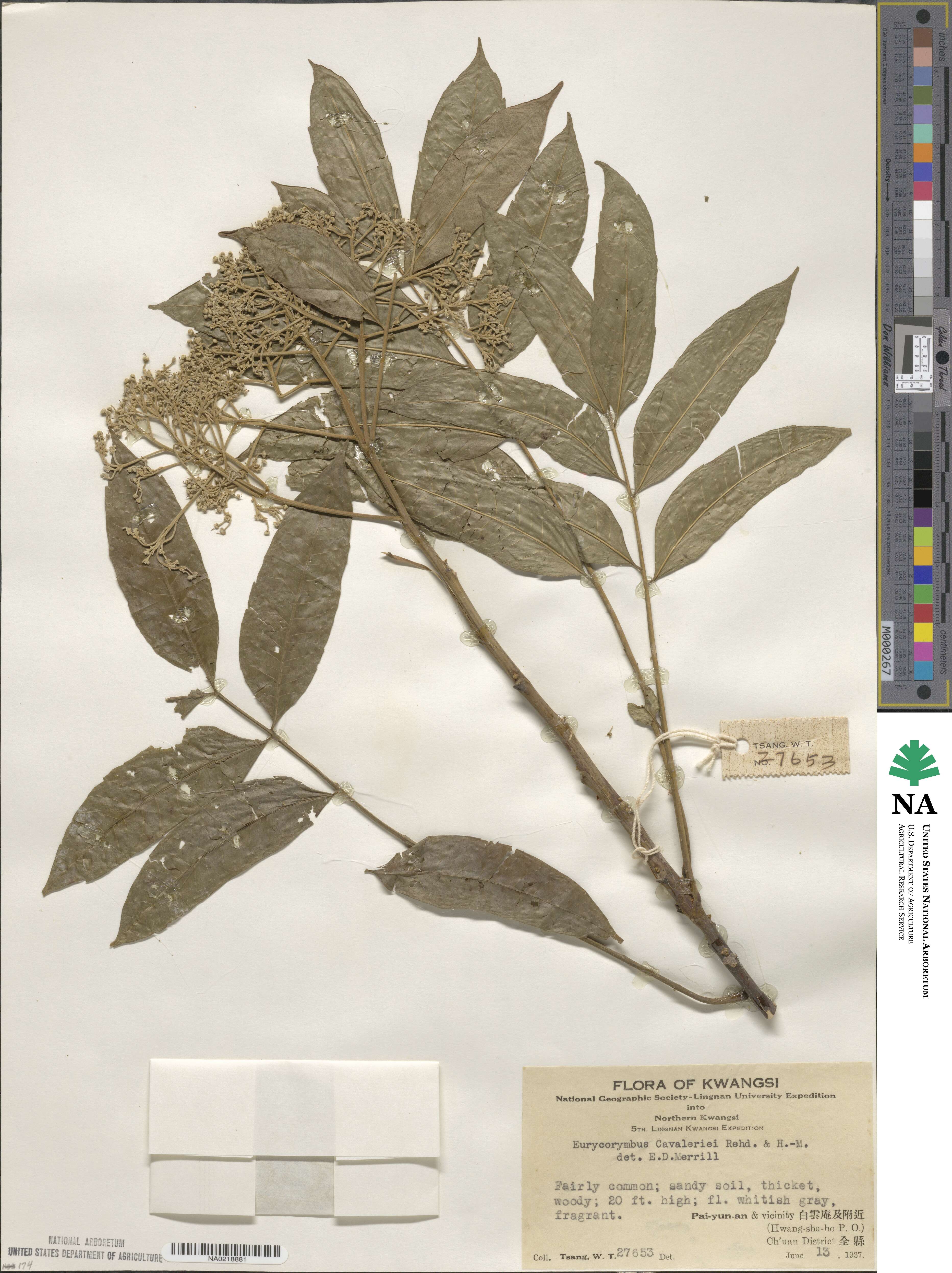 Eurycorymbus cavaleriei image