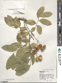 Harpullia arborea image