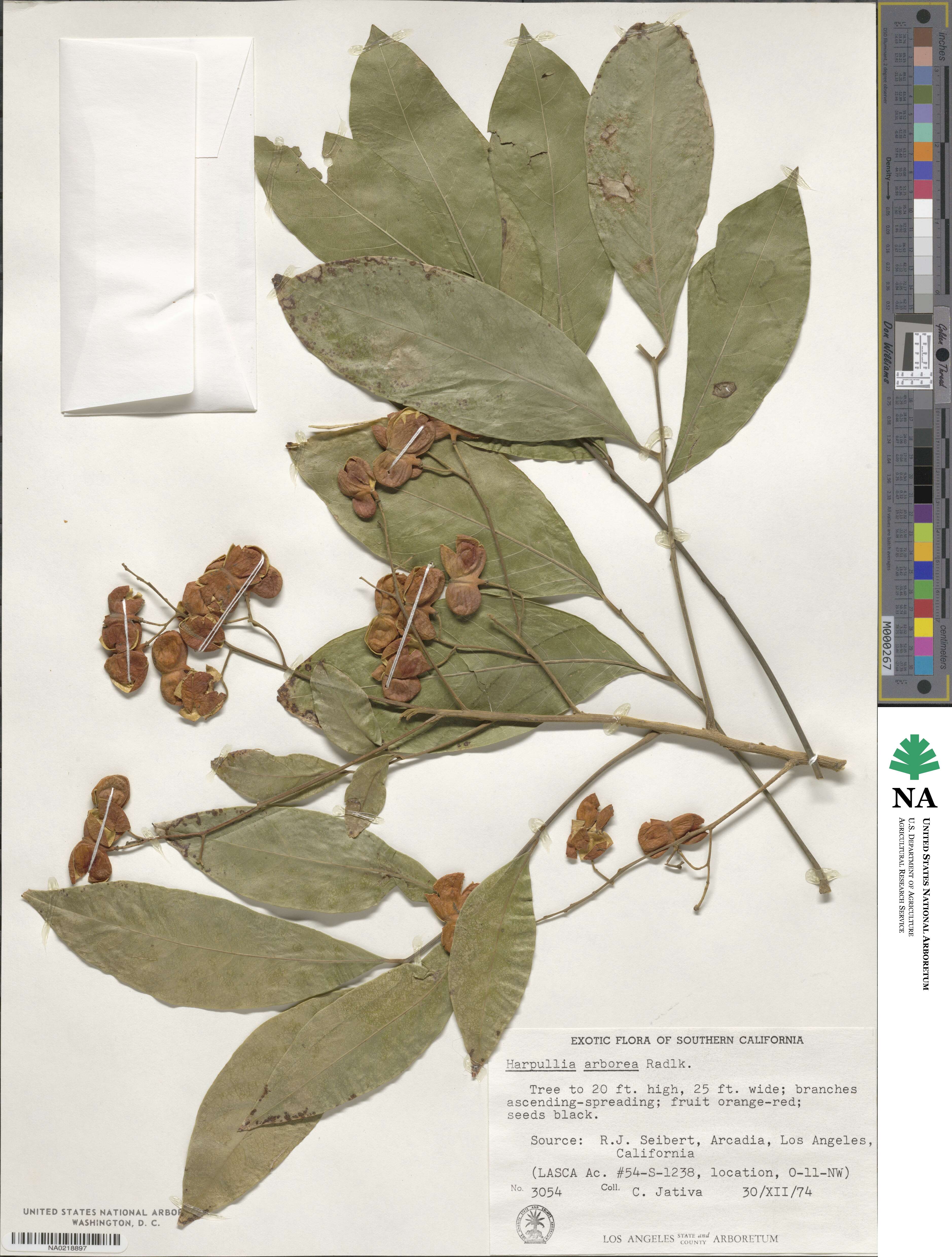 Harpullia arborea image