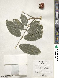 Harpullia arborea image