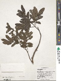 Magonia pubescens image