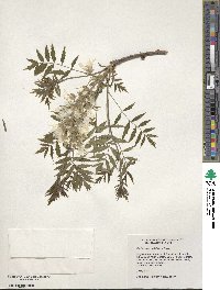 Image of Xanthoceras sorbifolia